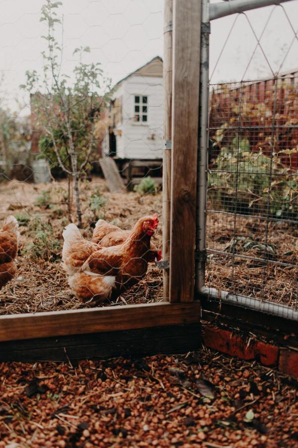 The Allotment Albany - Centrally Located Cottage In Old 올버니 외부 사진