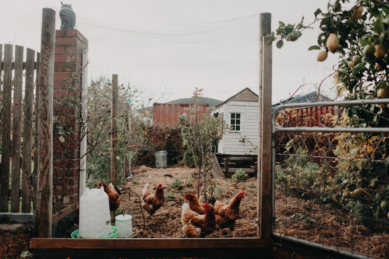 The Allotment Albany - Centrally Located Cottage In Old 올버니 외부 사진