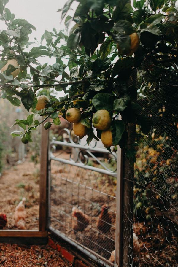 The Allotment Albany - Centrally Located Cottage In Old 올버니 외부 사진